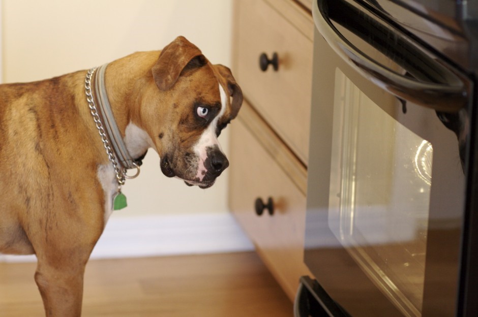 dog watching oven- ebulletin 53